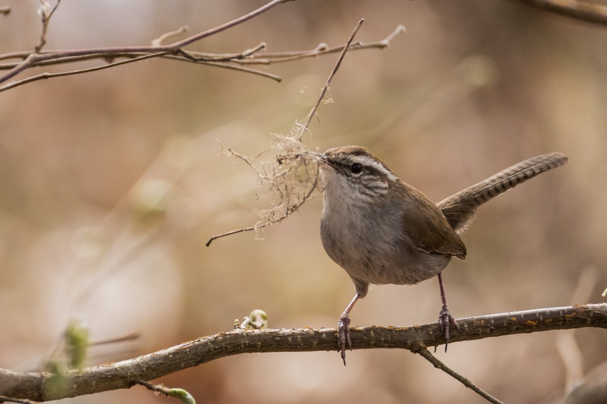 SceneKidSanta's tweet photo. Buick's Wren on a stick https://t.co/JVXLXUEc9x