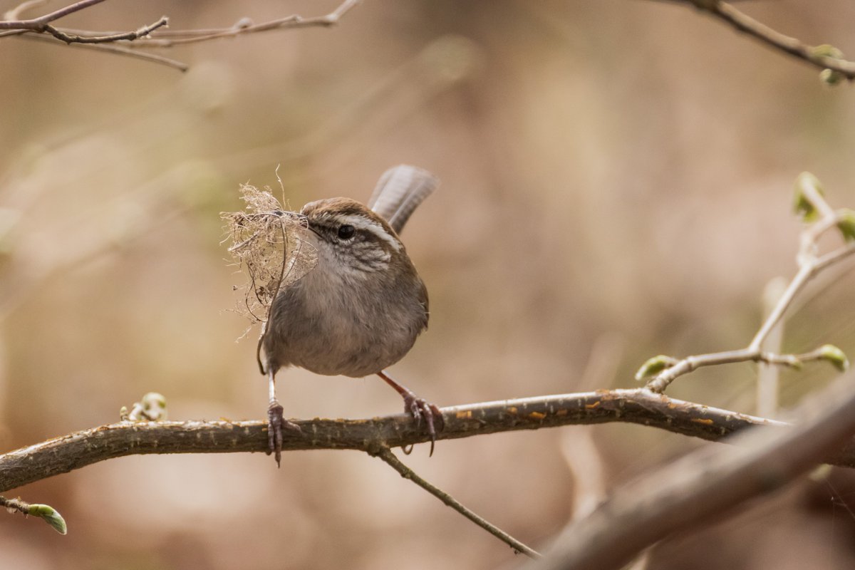 SceneKidSanta's tweet photo. Buick's Wren on a stick https://t.co/JVXLXUEc9x