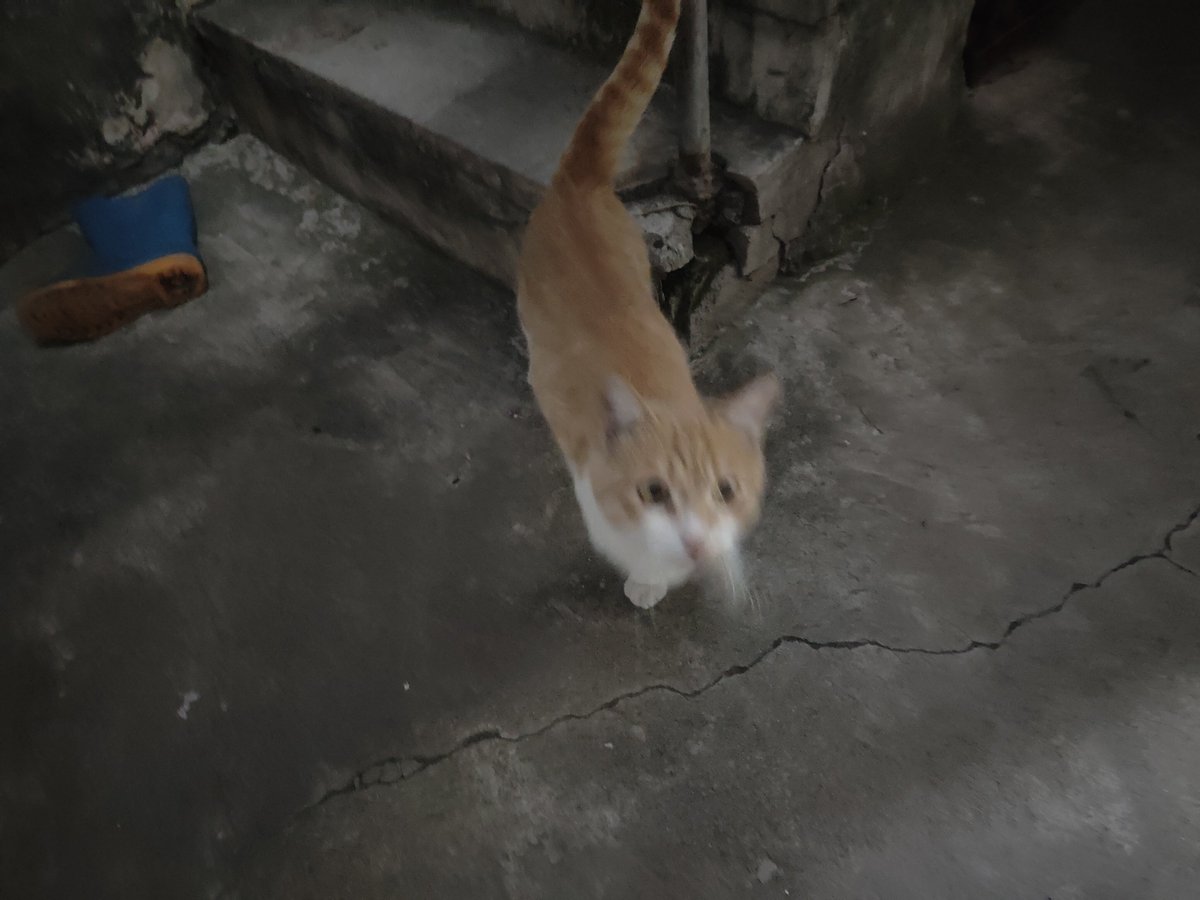 339319jk's tweet photo. 可爱的小猫猫 https://t.co/FrZgr5Q6jC