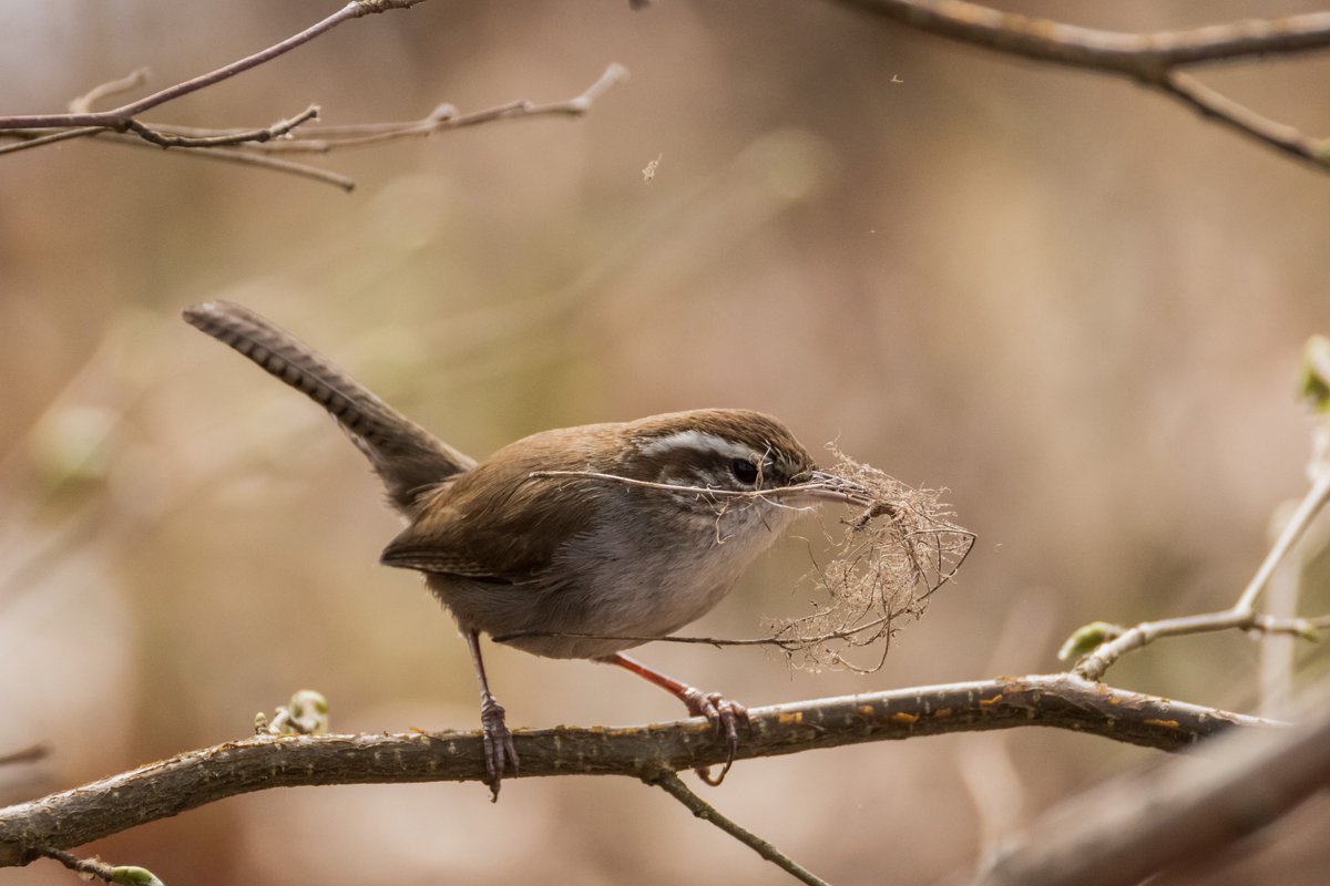 SceneKidSanta's tweet photo. Buick's Wren on a stick https://t.co/JVXLXUEc9x