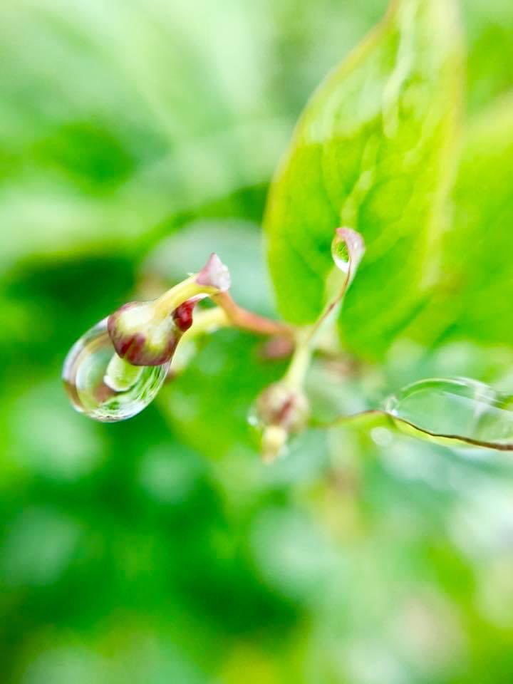 sugar_less_love's tweet photo. おはようございます
熊本市は22℃ 雨

結構激しい雨です
これから出勤ですが躊躇してしまうくらいです
22℃でも少し蒸し暑い室温で湿気が伝わってきます
これから昇降状態になりますが
地震被災のあった県南八代付近は昼まで雲がかかり続けるようです
被害がこれ以上ないように願います

#マイあさ https://t.co/w2f90D88Cs