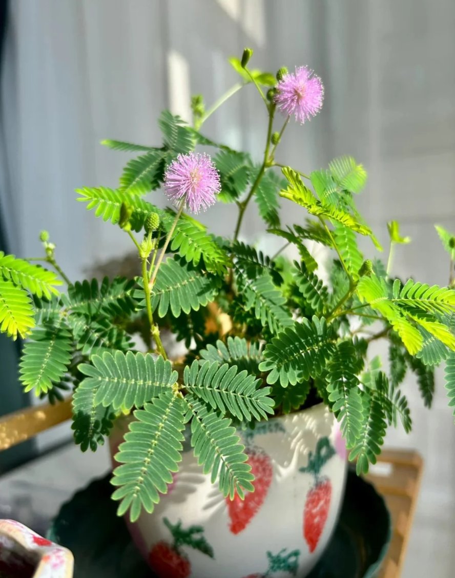Roselleapfuf's tweet photo. Hoy me sentí como una planta bajo el sol: llena de energía y lista para crecer un poquito más.， https://t.co/ydtPRjr5yf