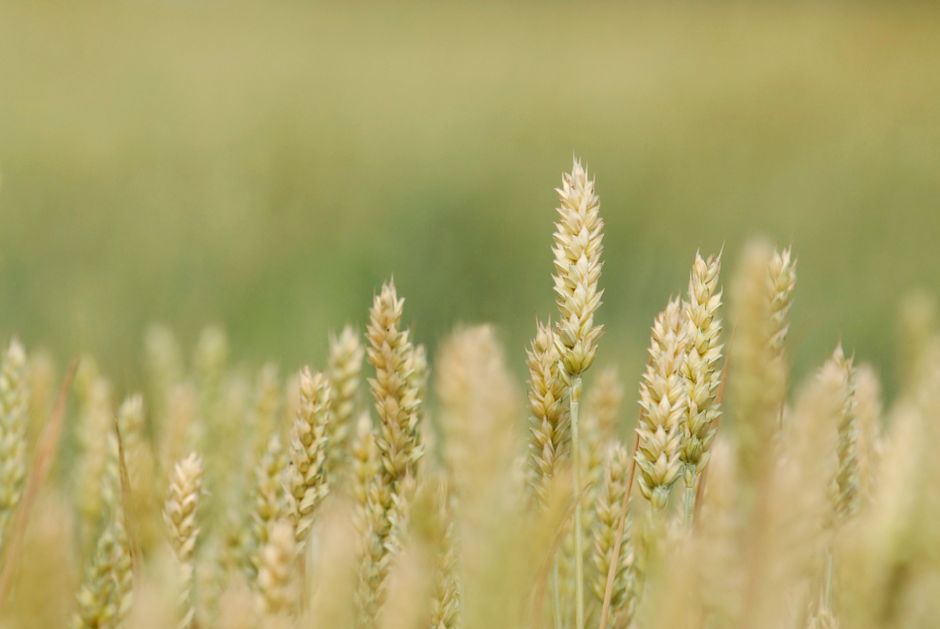 FSIStanford's tweet photo. .@FoodSecurity_SU is accepting applications for their 2027 postdoctoral fellowship!

The fellowship is awarded to scholars doing innovative and rigorous work related to global hunger, poverty alleviation, and environmental degradation.

💡 LEARN MORE: https://t.co/pV6BoSpEeJ https://t.co/S9PIiIx0hE