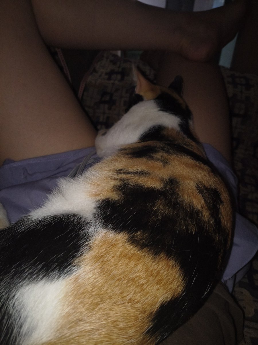 mfbetch's tweet photo. @madeinbajor eu lendo essa caixinha agora deitada no sofá com minha gata gorda em cima de mim

na segunda foto ela tinha saído e voltou em outra posição https://t.co/nysxDOYBqJ