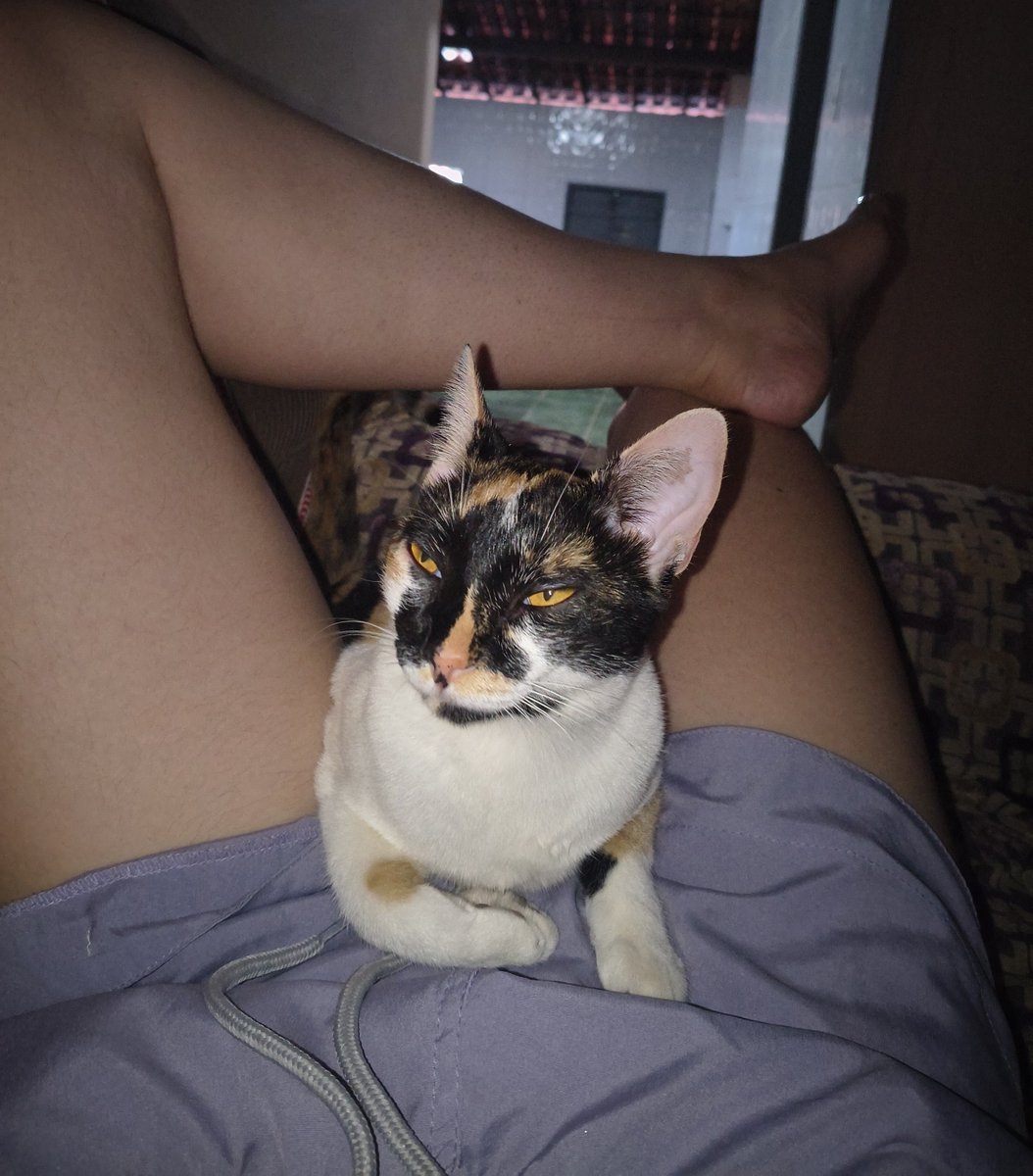 mfbetch's tweet photo. @madeinbajor eu lendo essa caixinha agora deitada no sofá com minha gata gorda em cima de mim

na segunda foto ela tinha saído e voltou em outra posição https://t.co/nysxDOYBqJ