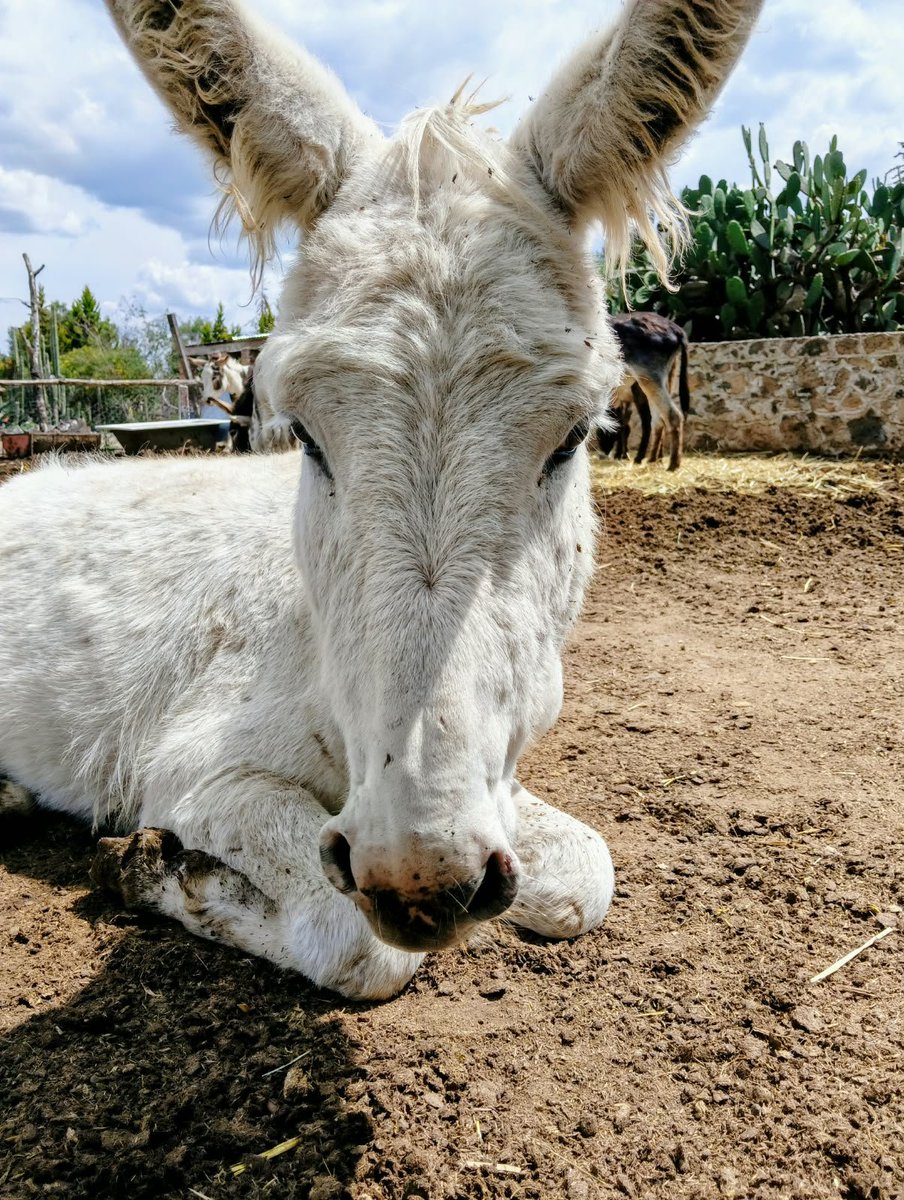Burrolandia_mx's tweet photo. COCO LES DESEA UN BONITO INICIO DE SEMANA 😊🤗🌅💙

#unetealproyectoderescatedelburritomexicano 
Burrolandia México, #Aquenoteaburres!!! https://t.co/VTw1PqNR2j