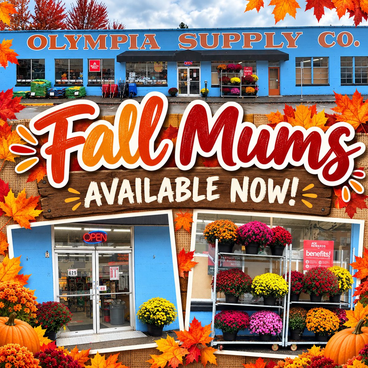 Soundhardware's tweet photo. Fall color has arrived at Olympia Supply! 🍂🌼
Our Fall Mums are available now, with gorgeous pops of yellow, orange, red, pink, and burgundy ready to brighten up your porch, patio, or fall décor. 🎃🍁
Stop by and pick out your favorites while the selection is blooming!

📍... https://t.co/Z9mcgCT8gB