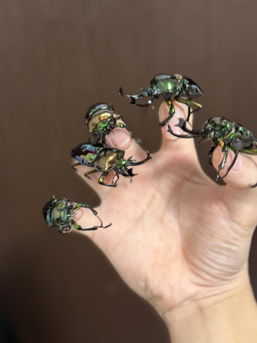 negiGR86's tweet photo. ストレスがヤバすぎて鬱クワガタになりそうだったのでクワガタネイルしました。あまりオススメはしません。
メンタルが死んでる時はふざけたことするのが1番です。
指はズタボロになりました。 https://t.co/iqgbBFXqzm