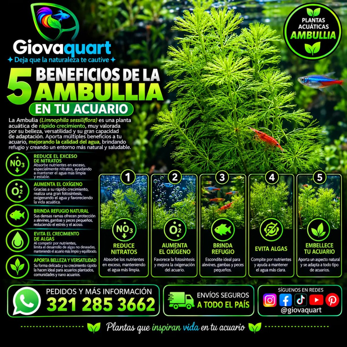 GVartplanet01's tweet photo. 🌿✨ ¡Ambulia disponible en Giovaquart!

Una de las plantas acuáticas más
delicadas y hermosas 😍💧

🌿 Follaje fino tipo pluma verde brillante
💚 Tallos largos y elegantes
💧 Oxigena y purifica el agua
🌱 Crecimiento rápido y vigoroso
🚚 Envíos seguros a todo el país https://t.co/loLl1inbE5