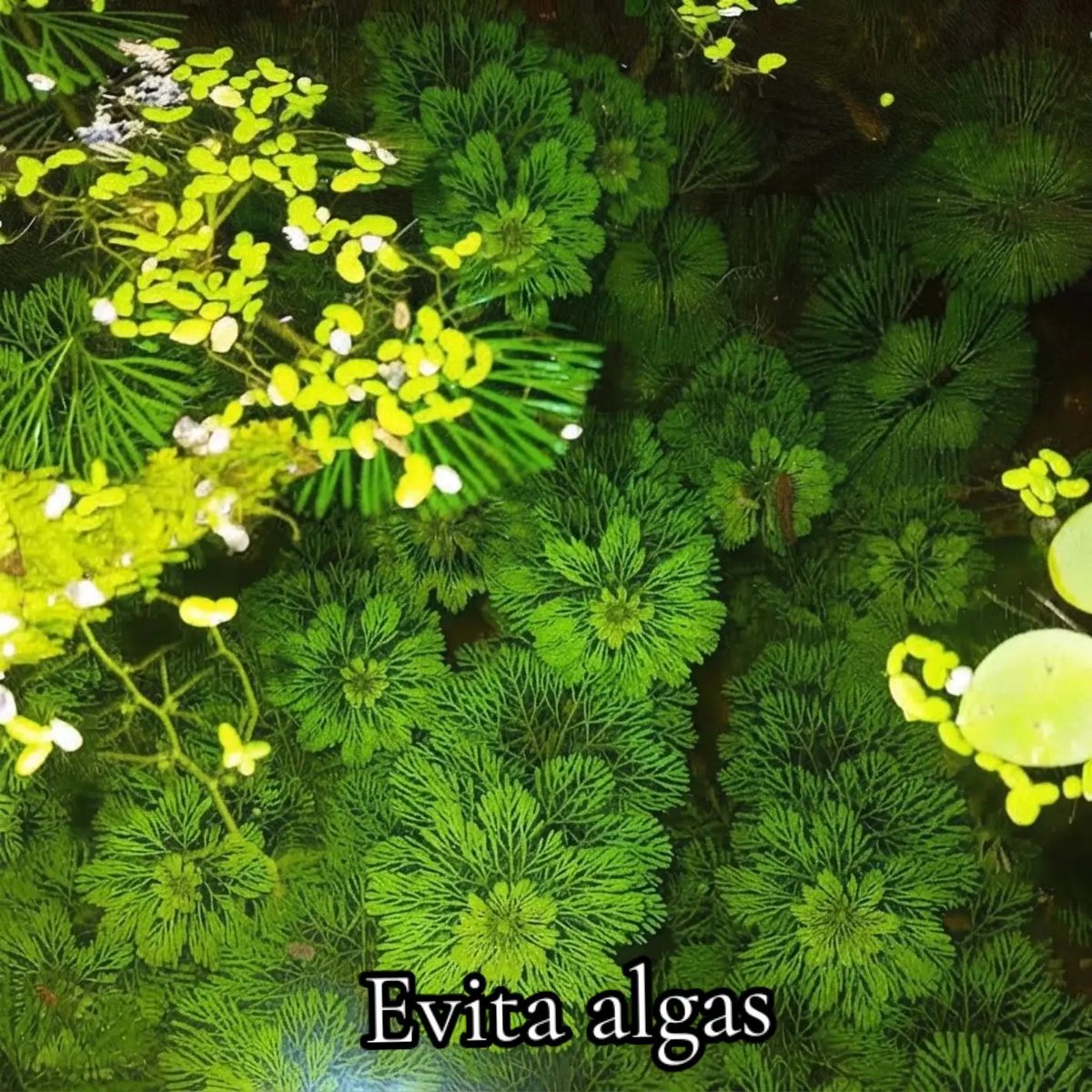 GVartplanet01's tweet photo. Escríbeme INFO y aparta las tuyas 👀
📲 3212853662

WhatsApp: https://t.co/f3kdk9P2oB

Catálogo: https://t.co/IGWbJl510s

Grupo WhatsApp: https://t.co/saizFrJ5Pi

Precio: https://t.co/4umb9hofQK

🌿 Giovaquart — Deja que la naturaleza te cautive

#Ambulia #PlantasAcuáticas https://t.co/Jrsc0Z30fG