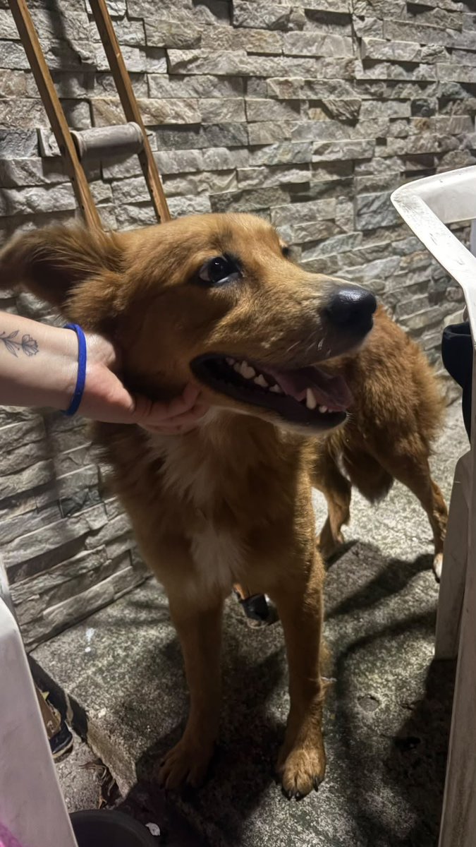 lyssitta's tweet photo. SERVICIO SOCIAL✅️
SE BUSCA A SU FAMILIA 📣 ‼️ 

Esta perrita anda perdida aquí en la colonia vista hermosa San Salvador 
7020-2079 https://t.co/Vl0EF1Vww0