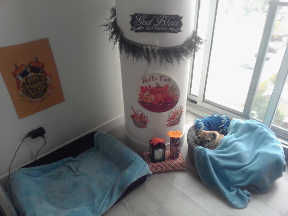 missChris222011's tweet photo. mama finished ours pugzus corner for Fall/Thanksgiving 🍂🌿🍂does yous likes it 🤔 #Walterpugzu https://t.co/QPjnOKFcUc