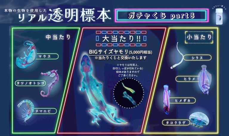 niirepjp's tweet photo. この会場でしか手に入らないガチャなど生きもの系イベント会場限定販売が有ります。会場で是非ゲットして下さい。
#もふっとフェレンズ　#リアル透明標本
#スネークブレスレット　#ニイレプ
#新潟レプ　#新潟レプタイルズワールド https://t.co/prHIp9N7nt