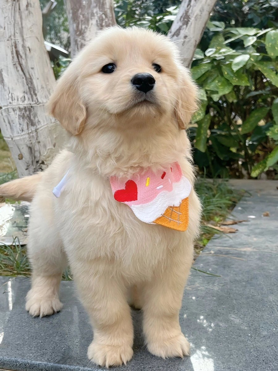 BabetteHawbdgc's tweet photo. Mi perro me espera cada noche en la puerta, sus patitas sucias y su cola que no para de moverse: el mejor abrazo sin palabras. https://t.co/LuEMQ95QU0