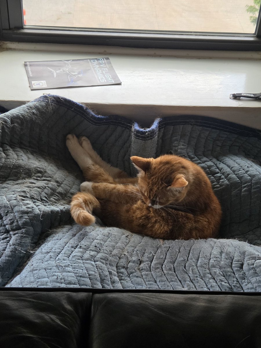 Koispaz1's tweet photo. @Blazingoth Enjoy the funny posture kitty legs https://t.co/E48vCAnNhR