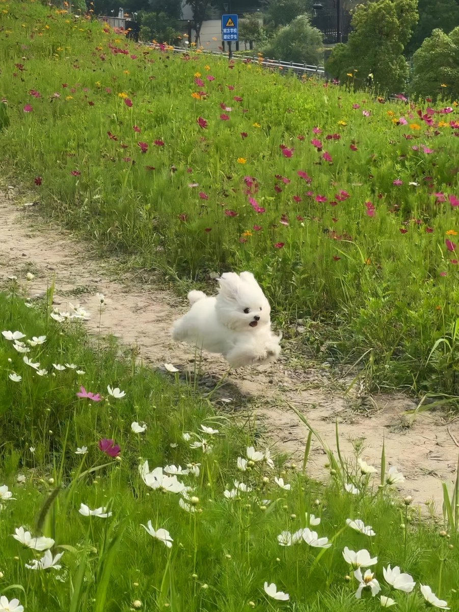 hareeshmahaur's tweet photo. [The witty pup patrols and sings with style!] https://t.co/1MqDezgyyK
