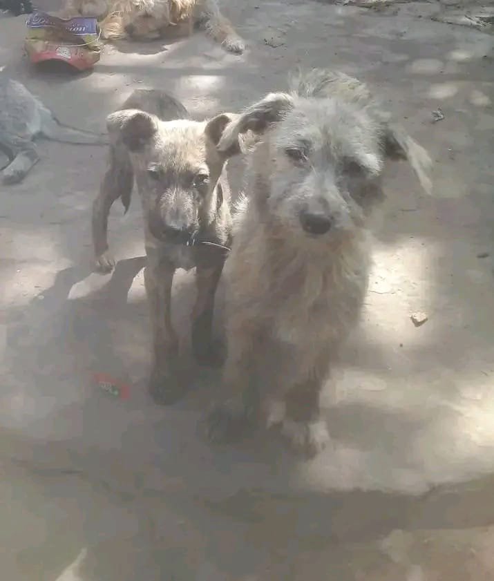 misuperamigo's tweet photo. URGENTE POR FAVOR NO TIENEN COMIDA 💔 SIN AYUDA NO PUEDEN ALIMENTARLOS LA GENTE NO CASTRA Y TANTOS ANIMALES SUFREN.
TODO GRANITO DE ARENA AYUDA 
ALIAS MISUPERAMIGOFIEL 
ALIAS MISUPERAMIGOFIELOK 
BRENDA AYELEN MEDINA https://t.co/gbts8TblaV