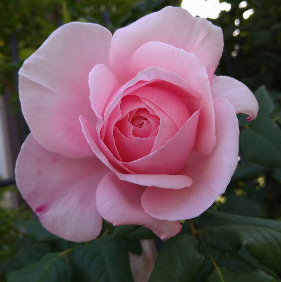 etsuko4555's tweet photo. @takeshima_staff おはようございます🎼

    セダム🏵
星形の花💮可愛い
素敵な宏君
花便りありがとう
      花言葉
 [ 星の輝き ]

📻から届いた
#パルファンの坂道
#螺旋の二人
2曲とも素敵✨
素晴らしいアルバ��
益々早く手元に
届いて欲しいと
願った夜でした🍀
#竹島宏
#ひろネット
#絆
#ロマンチック歌謡歌手 https://t.co/dwhpdcn47r