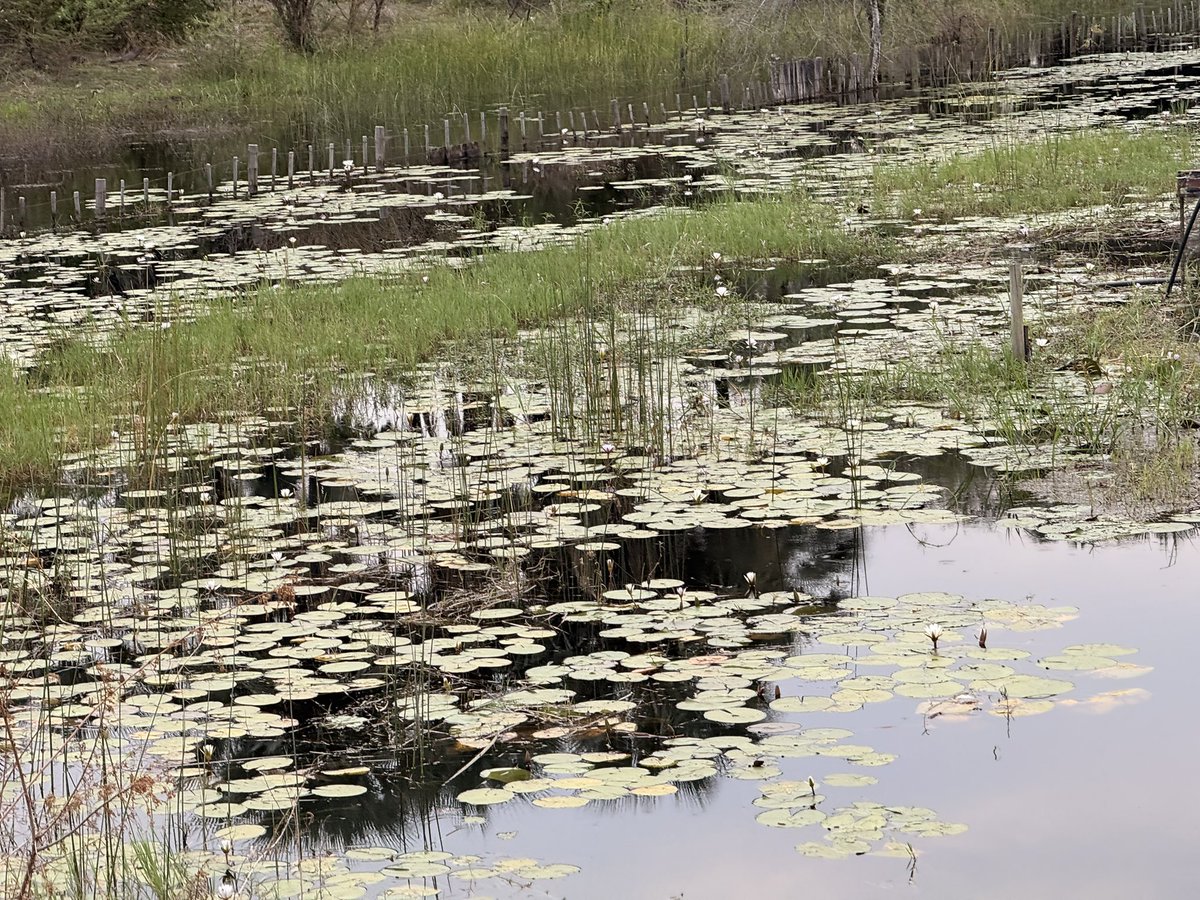 MosimegaEsq's tweet photo. Botswana doesn’t need to trend. Botswana is the trend. 🇧🇼

We have the Kalahari. The Okavango. The salt pans. The wildlife. The silence.

A country this beautiful doesn’t need to explain itself.

My Botswana, my pride. 🇧🇼 https://t.co/qRyehcEVRp
