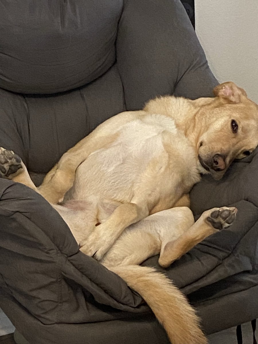 ValoreanH's tweet photo. These are my stream buddies. When you spend time with me, you are spending time with them. And when I hang out in a stream, these puppies are there too :) https://t.co/aidIn2CbIx