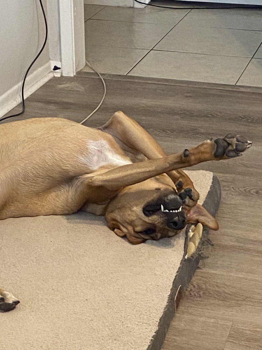 ValoreanH's tweet photo. These are my stream buddies. When you spend time with me, you are spending time with them. And when I hang out in a stream, these puppies are there too :) https://t.co/aidIn2CbIx