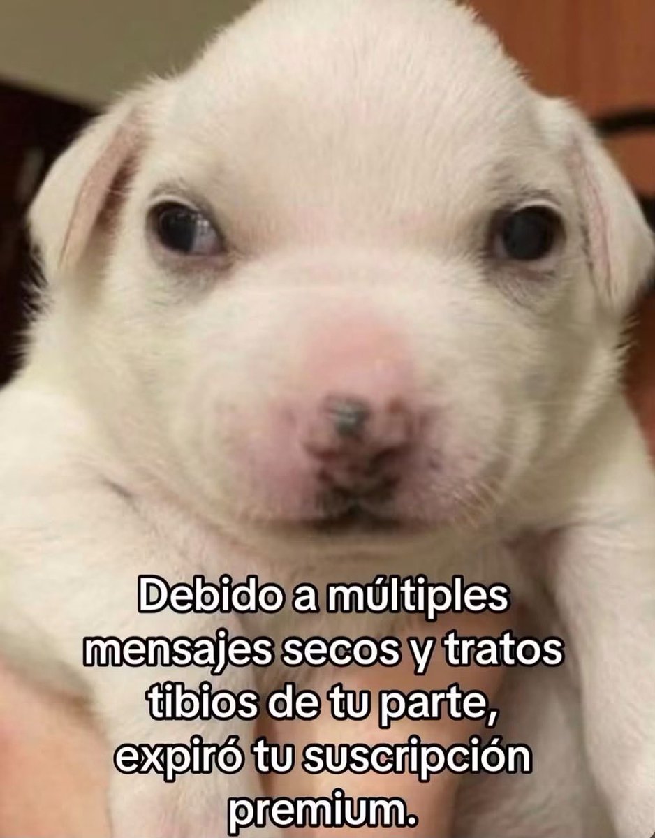 nacional_memes's tweet photo. 🐶 https://t.co/QgsMrbbXUx