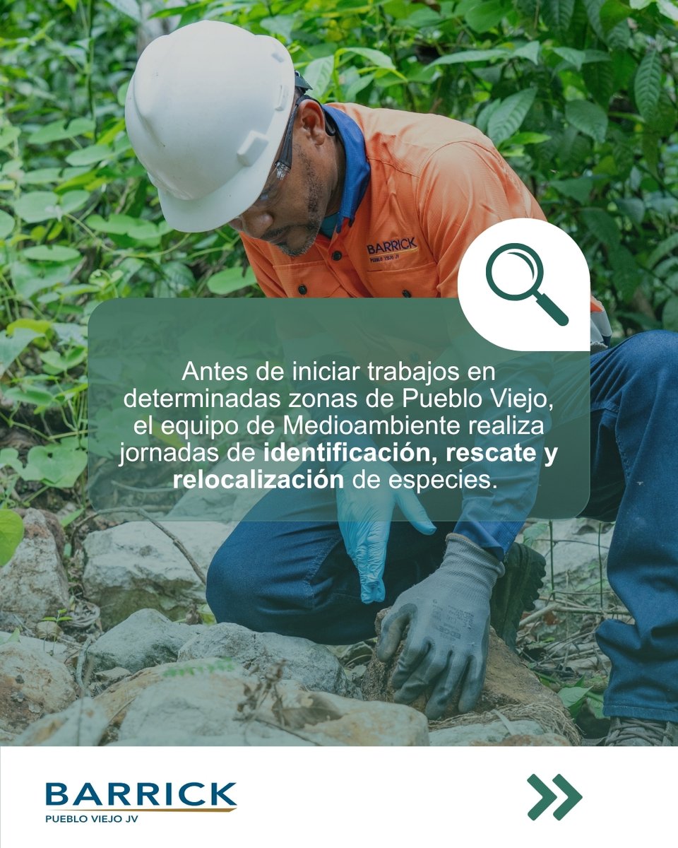 BarrickRD's tweet photo. Antes de comenzar un trabajo en una zona de nuestra operación, hay algo que hacemos primero: identificar y proteger la vida que habita allí. 🌿

Nuestro entorno cuenta con una naturaleza rica y variada donde conviven bosques, matorrales y cañadas que sirven de hogar a numerosas especies, incluyendo algunas endémicas de La Española.