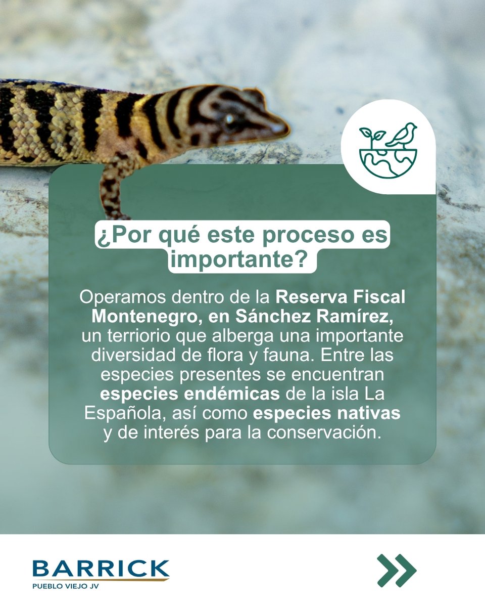 BarrickRD's tweet photo. Antes de comenzar un trabajo en una zona de nuestra operación, hay algo que hacemos primero: identificar y proteger la vida que habita allí. 🌿

Nuestro entorno cuenta con una naturaleza rica y variada donde conviven bosques, matorrales y cañadas que sirven de hogar a numerosas especies, incluyendo algunas endémicas de La Española.