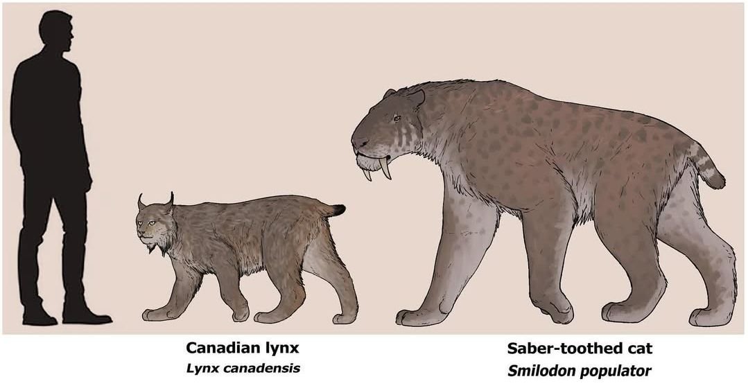 son_lingzing's tweet photo. It is interesting to observe how evolution resulted in Smilodon possessing highly developed forelimbs,whereas the lynx evolved to possess highly developed hindlimbs

making the two animals complete opposites of each other
by: @ddinodan https://t.co/ik72PRMu5y
