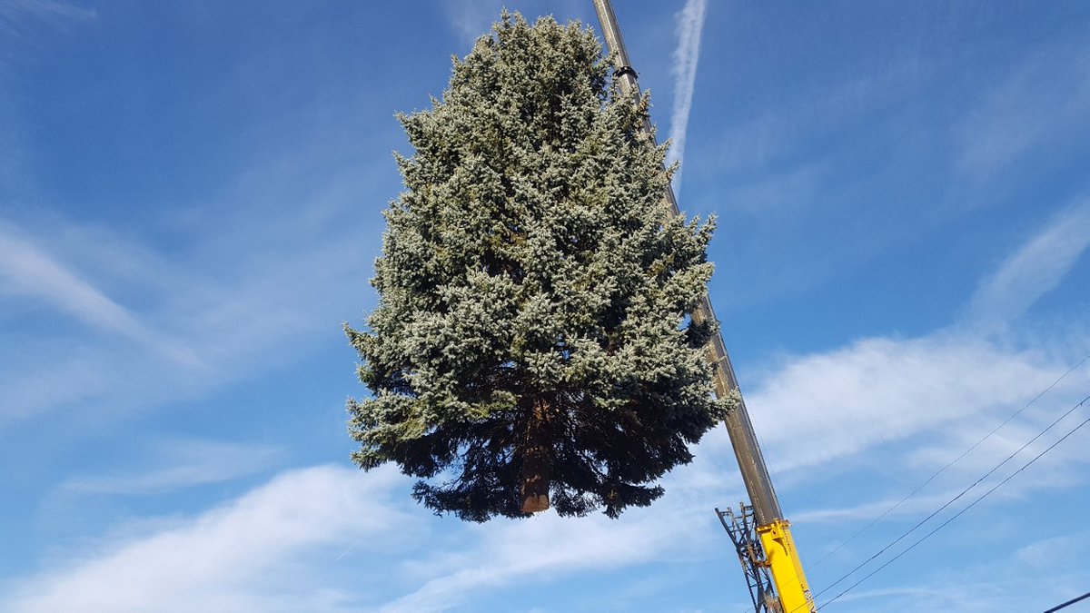 cityofhamilton's tweet photo. Have a large blue spruce you’re already planning to remove? Donate it to the City and it could have one more holiday season to shine. Trees must be 25–40 ft tall, street-accessible and clear of overhead wires. Interested? Let us know by Oct 23: https://t.co/aPNiiV8OEE https://t.co/3aCEHlXknY