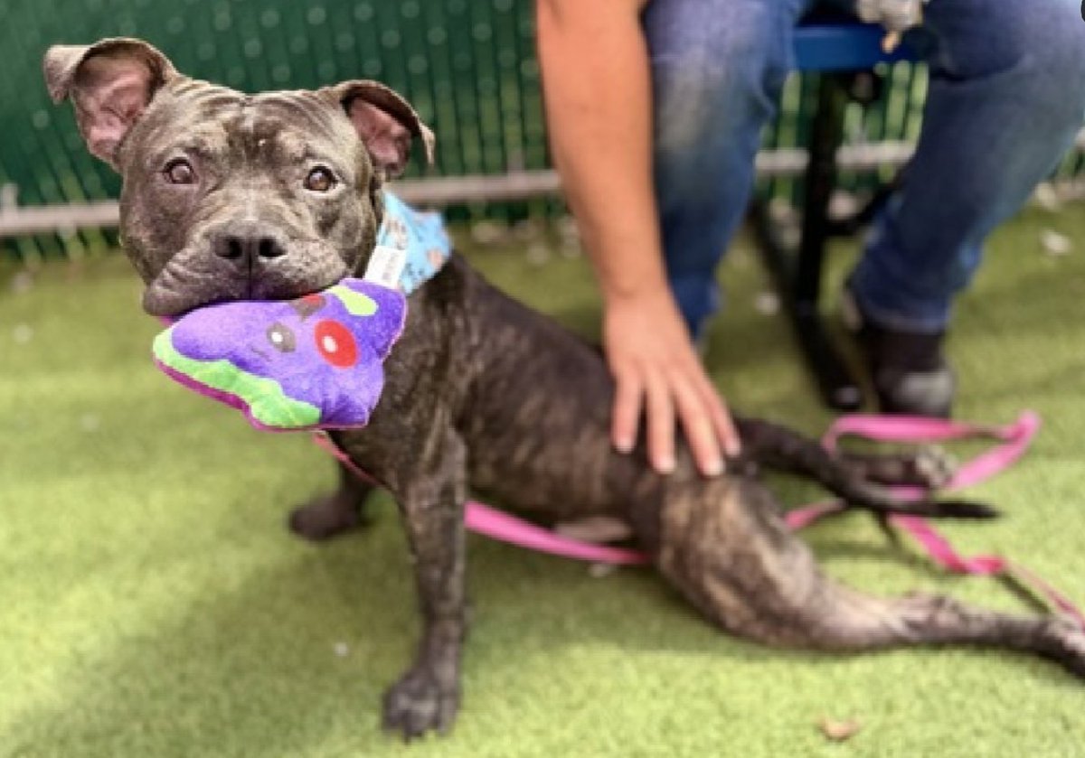 NMBewitched's tweet photo. Ethan is DEAD 
Killed by NYCACC today 

The heartbreak 
This boy was super sweet
His brother, Tenzin was saved but not him. 

Social, friendly, playful & smart is a deadly combination. No one wants smart dogs.

Ethan deserved a 2nd chance at a wonderful life 

Baby, I am so sorry💞

*I have to change my avatar almost daily now