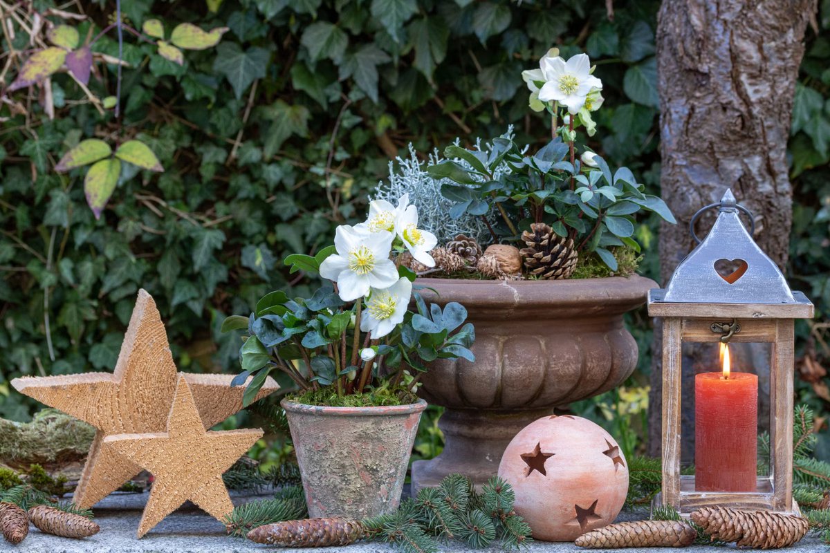 Wessexgrounds's tweet photo. Lovely article from The English Garden on container plants to get underway now to ensure an amazing Christmas display!
Discover more at https://t.co/tnnUseqqvT
#WGS #TEG #TheEnglishGarden #ContainerPots #ChristmasDisplays https://t.co/kiEAVL2mKt