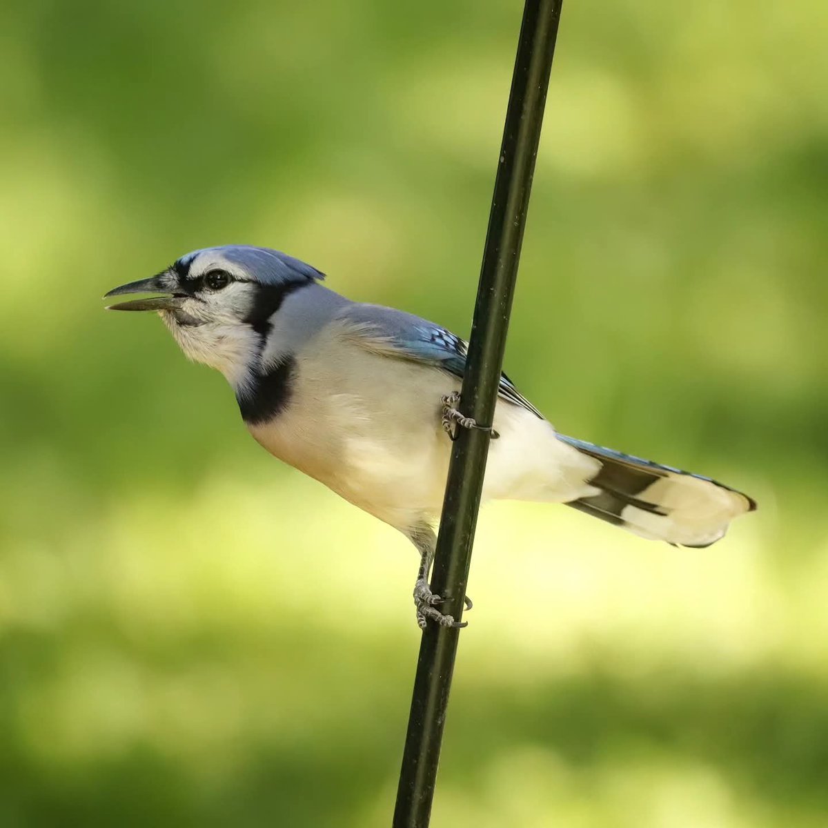 birdhouse_love's tweet photo. Eager for more peanuts!
#bluejayantics #bluejaybird #bluejays #bluejay #bluejayvisit https://t.co/TnMo24BfDH