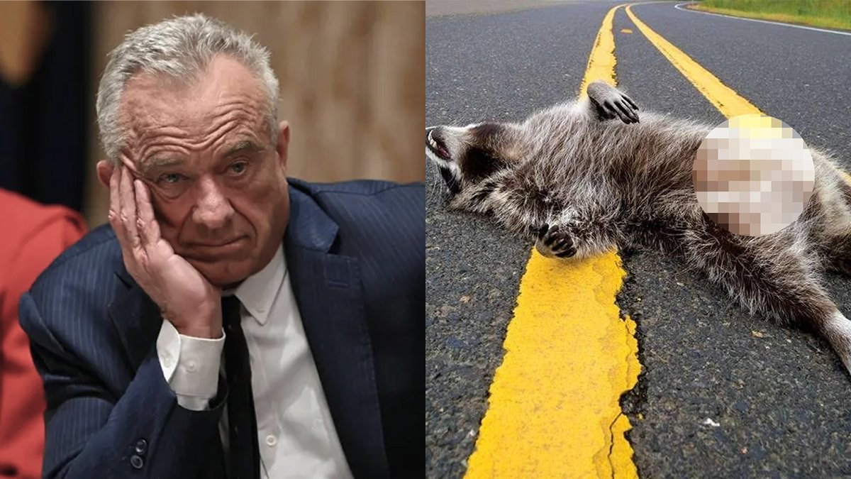 factpostnews's tweet photo. RFK Jr's secret diary entries reveal he cut off the penis of a roadkill raccoon in 2001 as his kids waited in the car.

His use for the raccoon's penis remains unclear. https://t.co/FlMHuOJtzE