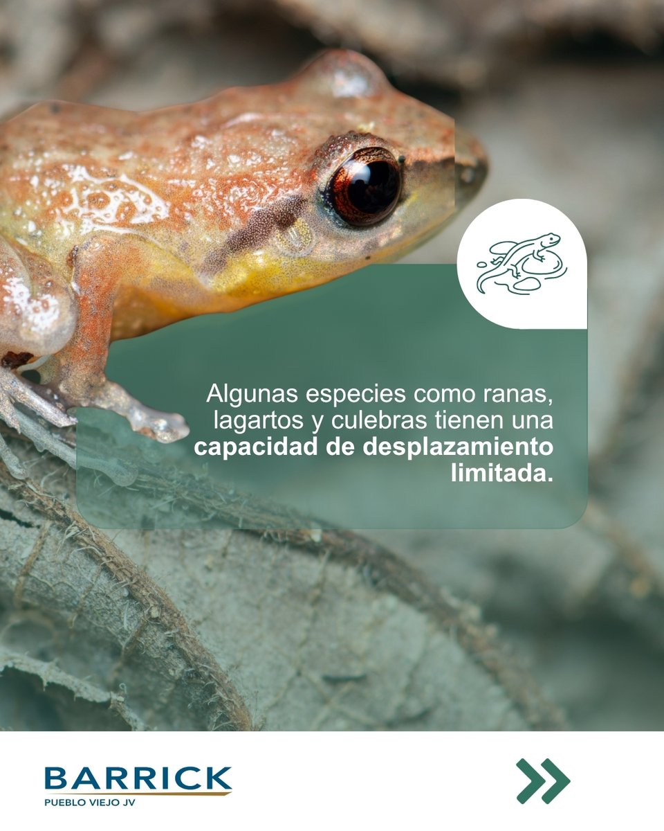 BarrickRD's tweet photo. Por eso, nuestro equipo de Medioambiente realiza jornadas de rescate y relocalización de fauna y flora, porque cada especie rescatada representa una acción para contribuir a la conservación de la biodiversidad.

#BarrickPuebloViejo 
#Minería
#Biodiversidad 
#Medioambiente https://t.co/Zb5Ld35ULc
