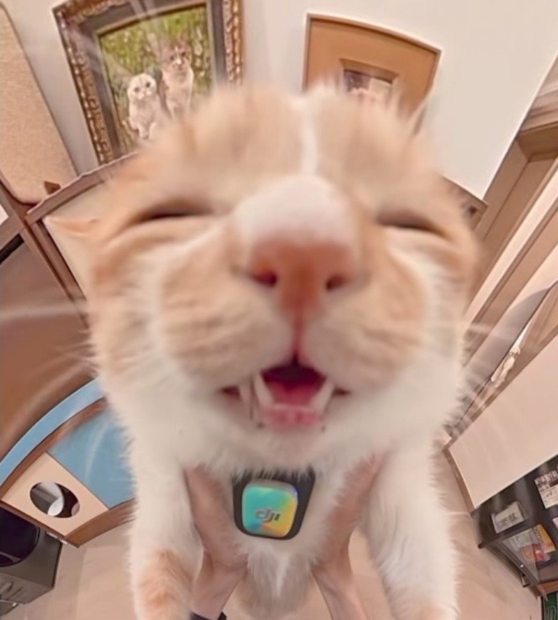 Noxxkitty's tweet photo. Hi #moothunt〃・ ok bye https://t.co/GNqzxjmsFd