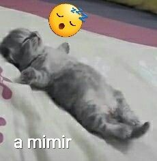Azafescel's tweet photo. @dumbsillydud https://t.co/OCDfBxJOuu