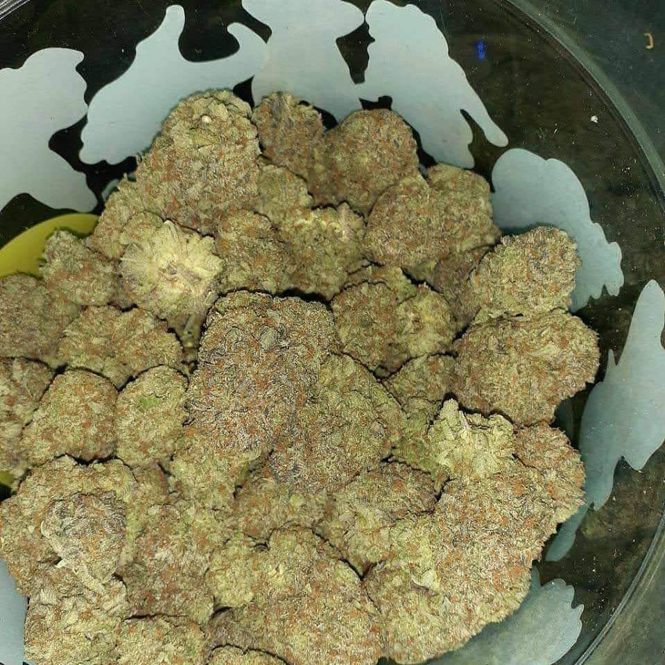 Maui_exotics's tweet photo. Bowl already looking like a problem.
Frosty. Orange. Packed tight.

#Cannabis #Nugs #BudPorn #StashPic #Trichomes https://t.co/TBT8trsNfS