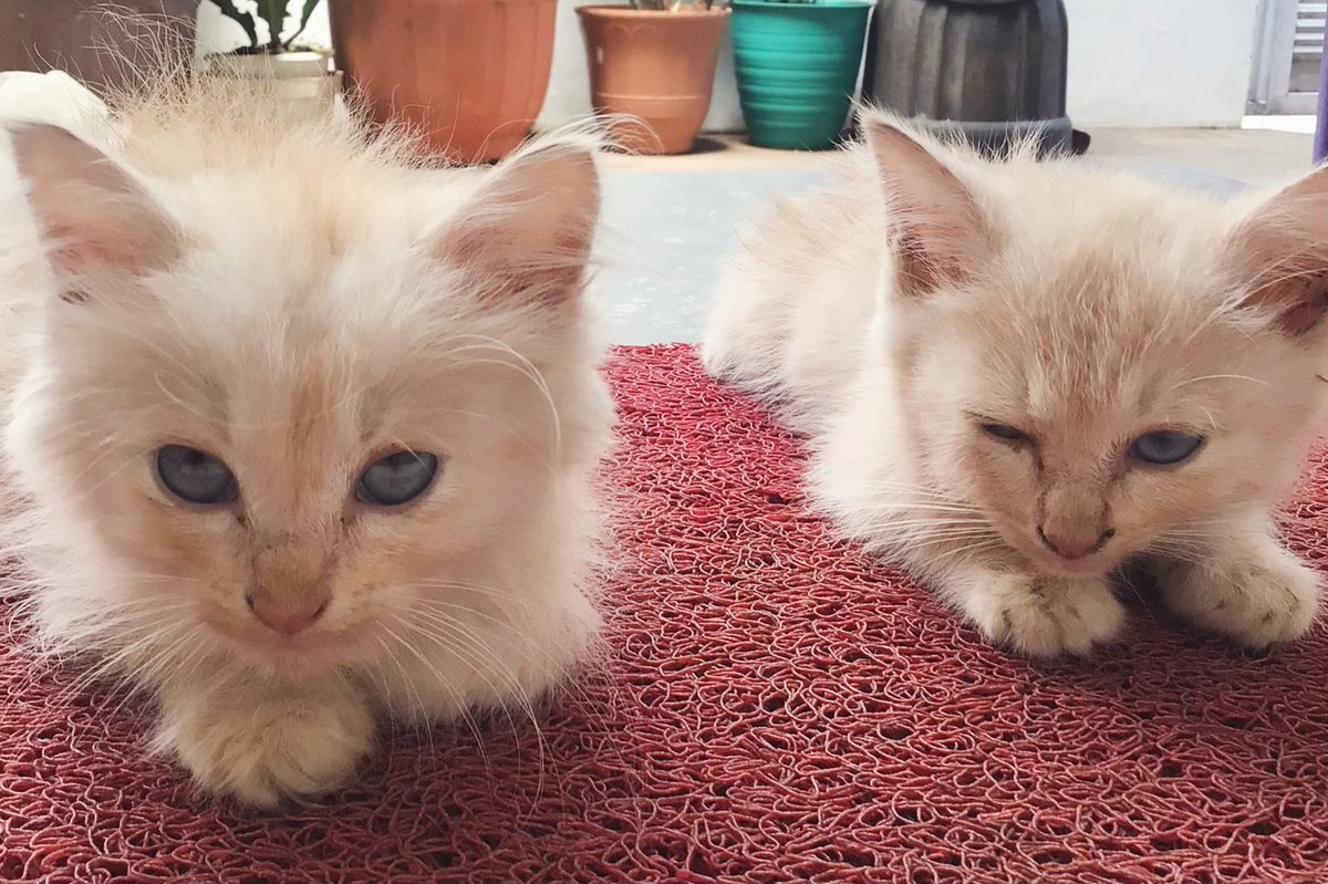 DeniceStright's tweet photo. Throwback to these adorable twins. Left: Opet. Right: Iput. https://t.co/APmGimZONb