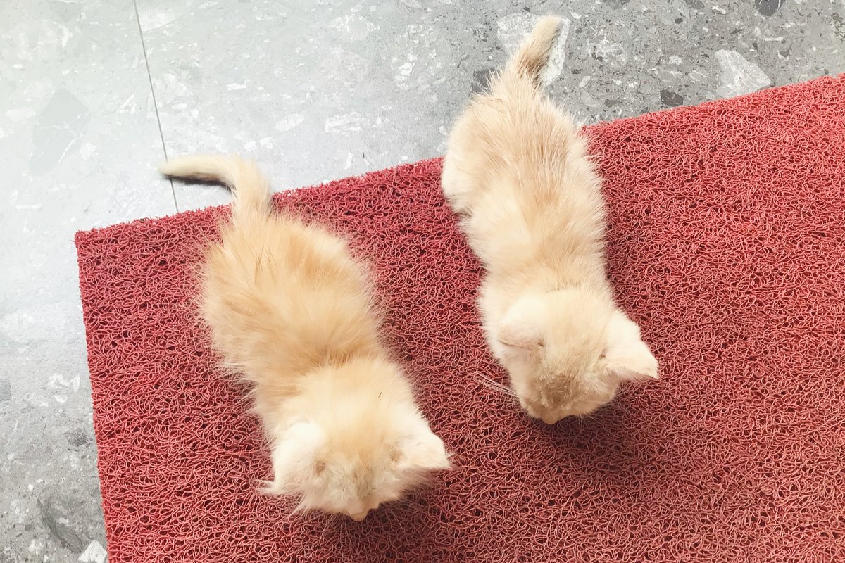 DeniceStright's tweet photo. Throwback to these adorable twins. Left: Opet. Right: Iput. https://t.co/APmGimZONb