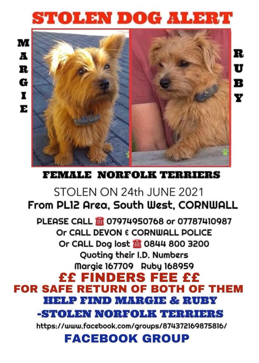 MissingPetsGB's tweet photo. πΎ MARGIE & RUBY
WHERE ARE THEY?
4 YEARS MISSING. 4 YEARS WITHOUT A SINGLE MICROCHIP SCAN
Margie & Ruby are distinctive red, long-haired Norfolk Terriers, stolen from #PL12 Cornwall 24 June 2021
π° REWARD OFFERED FOR THE SAFE RETURN OF BOTH DOGS.
#MargieAndRubyMonday https://t.co/vIkG9BNmHS