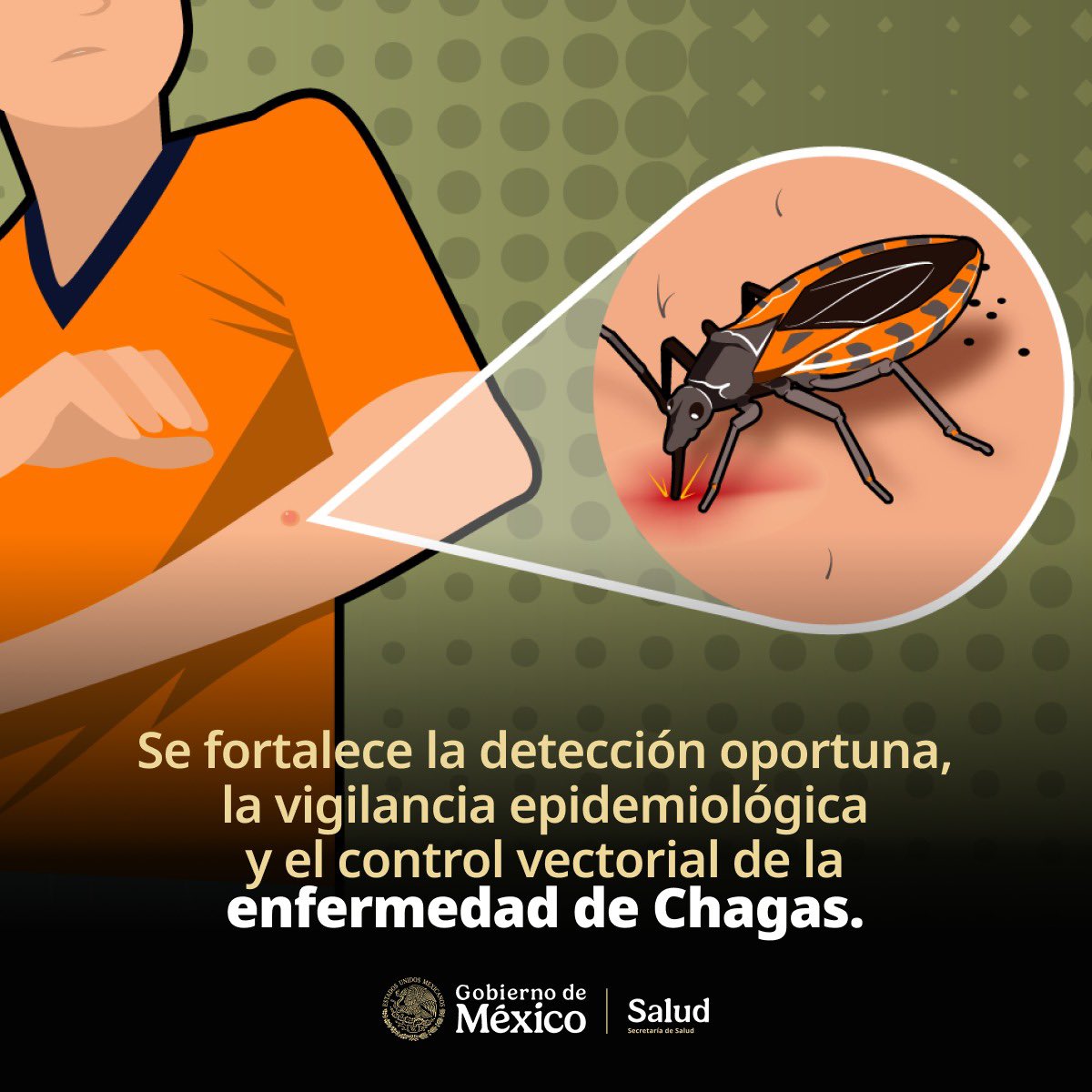 SSalud_mx's tweet photo. #BlogSalud 

Se fortalece la detección oportuna, la vigilancia epidemiológica y el control vectorial de la enfermedad de Chagas 

➡️ https://t.co/wBdpxqiEys https://t.co/26qobfjEwb