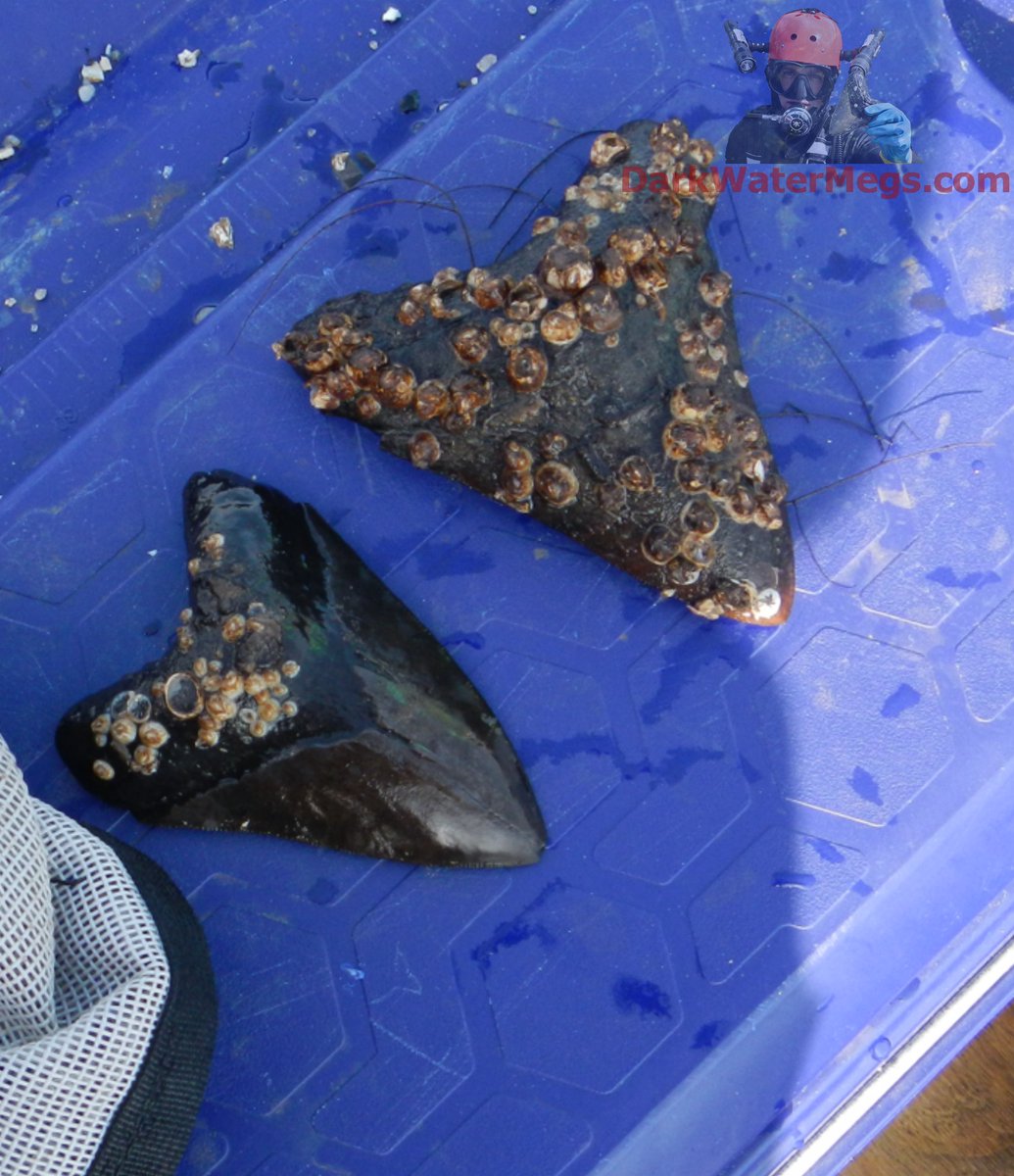 DarkWaterMegs's tweet photo. Two fossil megalodon teeth pulled from the dark depths.  One has been exposed longer than the other and as usual, life finds a way.

Dive into more information / pictures / videos on megalodon teeth and the Dark Water Megs megalodon jaw:
https://t.co/9KH3P2JlYL

#Megalodon #MegalodonTeeth #Megalodontooth #MegalodonShark #MegalodonFossil #MegalodonJaw #MegTeeth #Meg #SharkTeeth #SharkTooth #SharkToothFossil #SharkFossil #SharkToothHunting #Fossils #Fossil #Fossilhunting #Fossilhunter #FossilCollection #RareFossils #Sharks #Shark #Paleontology #Paleo #Prehistoric #AncientShark #Ocean #SharkWeek #UniqueGifts #gifts #DarkWaterMegs