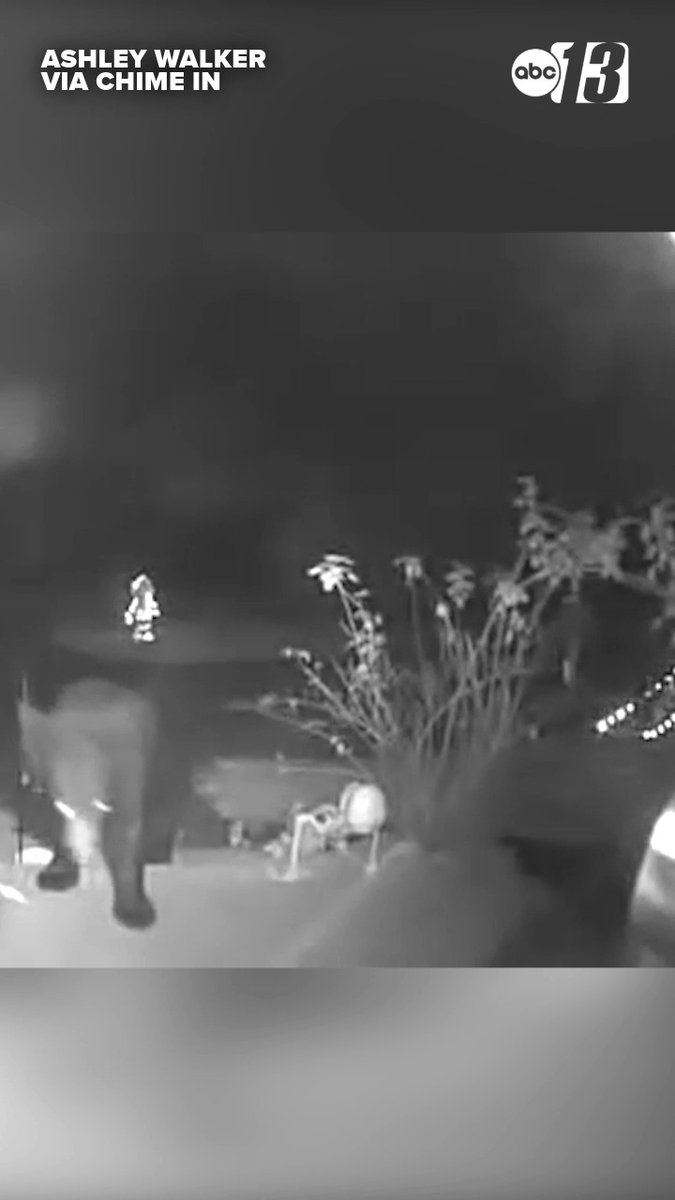 A black-and-white night vision security camera image shows a person walking away in an outdoor yard area near plants, labeled 'ASHLEY WALKER VIA CHIME IN' with an ABC13 news logo.