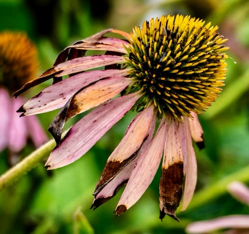 ArlenDublevzv2's tweet photo. Echinacea in Central Park. https://t.co/vrIhIUOs6T