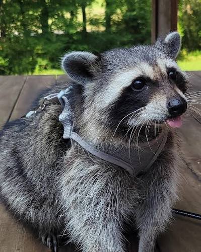 ShouldHaveRacc's tweet photo. bleh https://t.co/E0FcEdpZQw