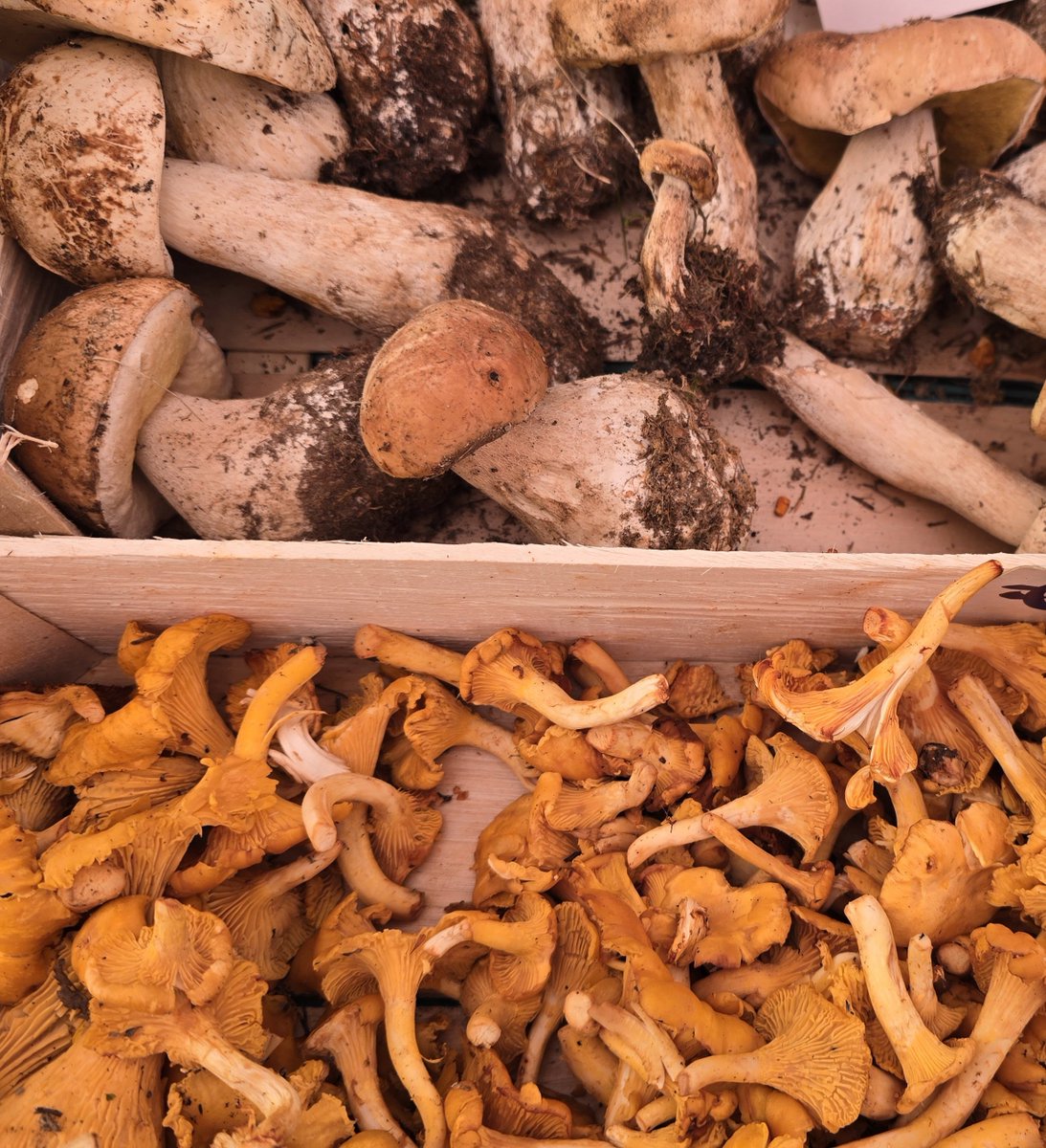 turinepi's tweet photo. π #mushroom season has arrived π and in #turin π we wait for it for 10 months π€© ready for #porcinirisotto π? πβπ«πβπ« are full of nutrients & v versatile π§ for your #risottoclass or #cookingclass in #torino π & online π» βοΈ our #walkingtours #relocationservices & more https://t.co/4NjJ7Ik9Ih