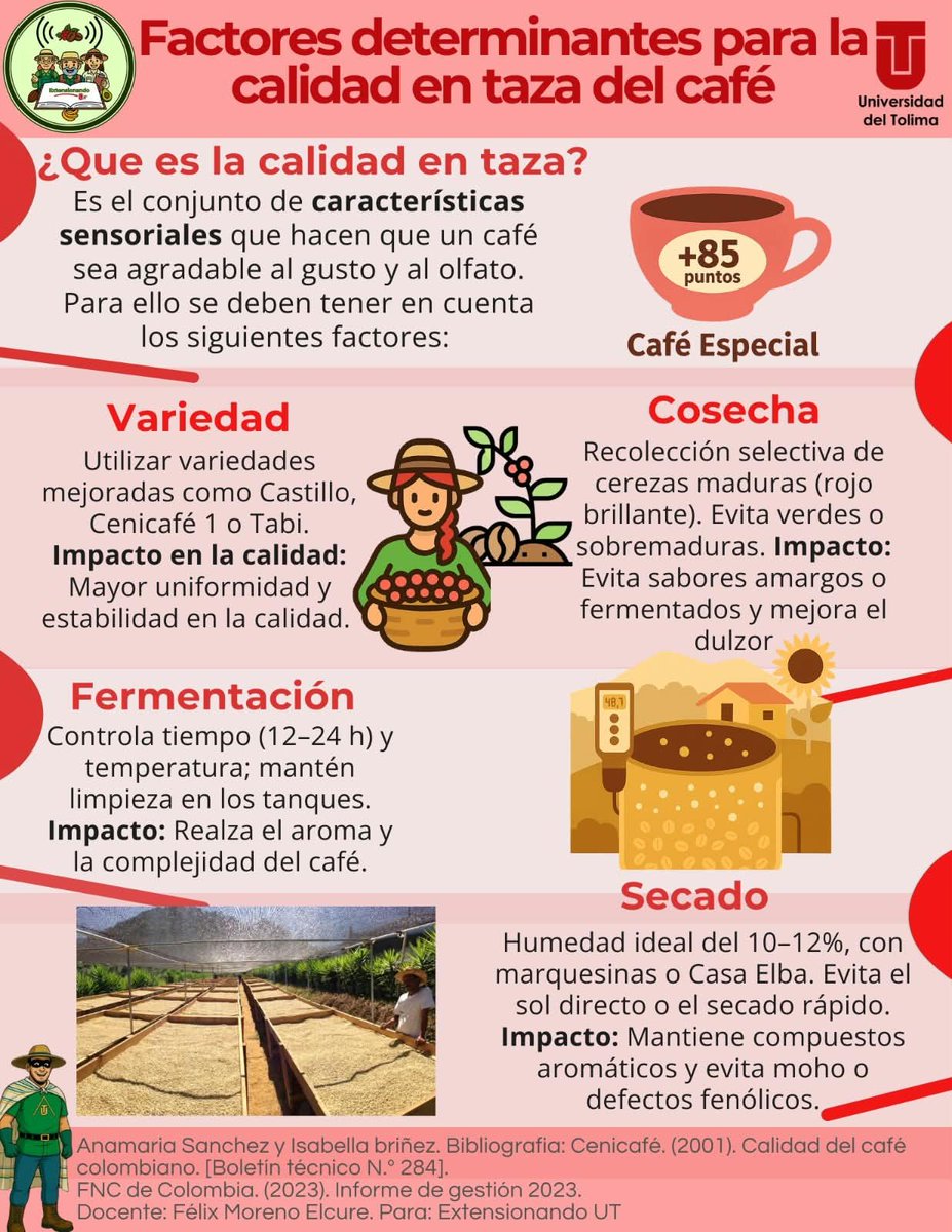 extensionandout's tweet photo. ☕🌱 La calidad en taza comienza desde el cultivo. Cada decisión cuenta: la variedad, una cosecha selectiva, una fermentación controlada y un buen secado influyen en el aroma, sabor y características finales del café. 🤎
#ExtensionandoUT #UniversidadDelTolima https://t.co/qwjBSfL1VB