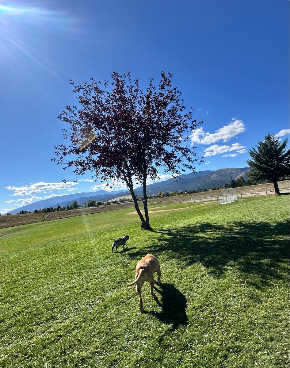 _heyItsSavannah's tweet photo. Gratitude overflowing, gorgeous day in western Montana, a lunch break-walk in park-with Moon the pug &amp; Star the Mutt https://t.co/VuczTr6E3v