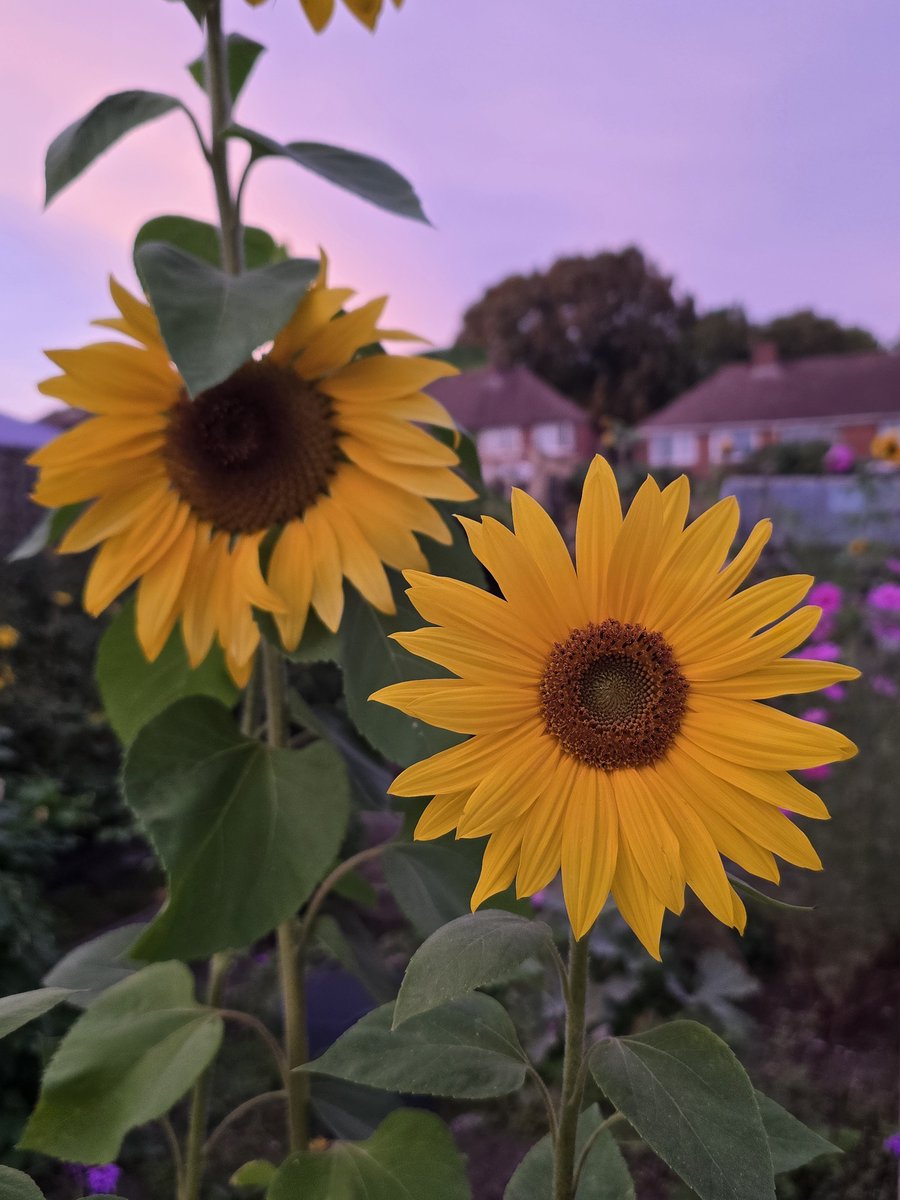 katerina7711's tweet photo. A #beautiful #pink #sky makes a beautiful backdrop for my beautiful #sunflowers #autumn #flowers #allotment #gardening #growyourown π»π»π» https://t.co/DNMBcAxjS5